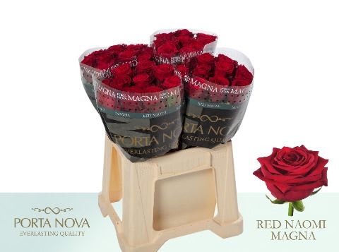 Срезанные цветы оптом Rosa large red naomi! Magna Porta Nova от 40шт из Голландии с доставкой по России