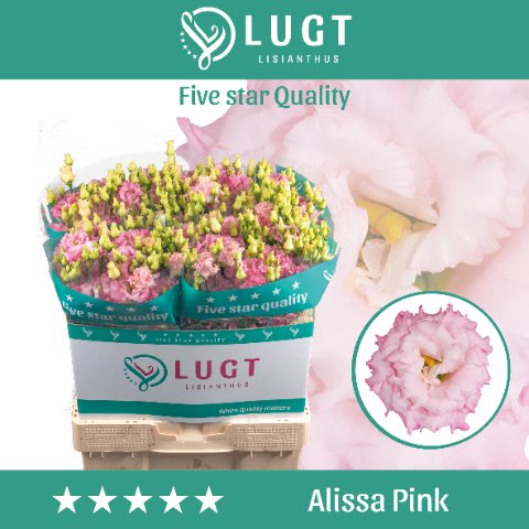 Срезанные цветы оптом Lisianthus do alissa pink A от 140шт из Голландии с доставкой по России
