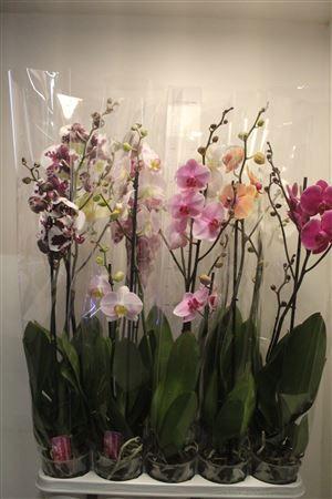 Горшечные цветы и растения оптом Phalaenopsis Gemengd 1-2 Branches 12+ от 10шт из Голландии с доставкой по России