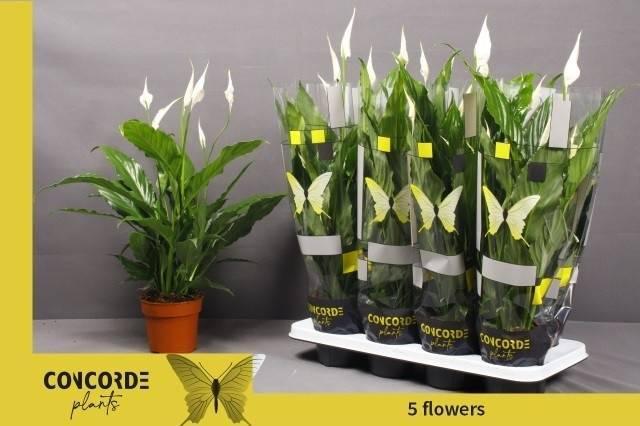 Горшечные цветы и растения оптом Spathiphyllum Sweet Chico от 8шт из Голландии с доставкой по России Горшечные цветы и растения оптом Spathiphyllum Sweet Chico от 8шт из Голландии с доставкой по России