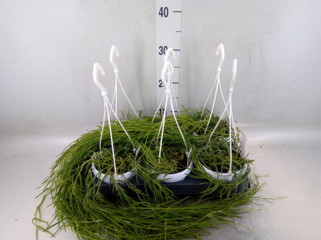 Горшечные цветы и растения оптом Hoya Linearis от 6шт из Голландии с доставкой по России