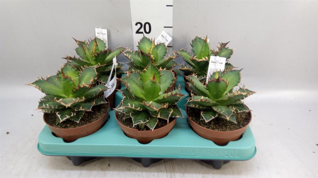 Горшечные цветы и растения оптом Agave ... от 6шт из Голландии с доставкой по России