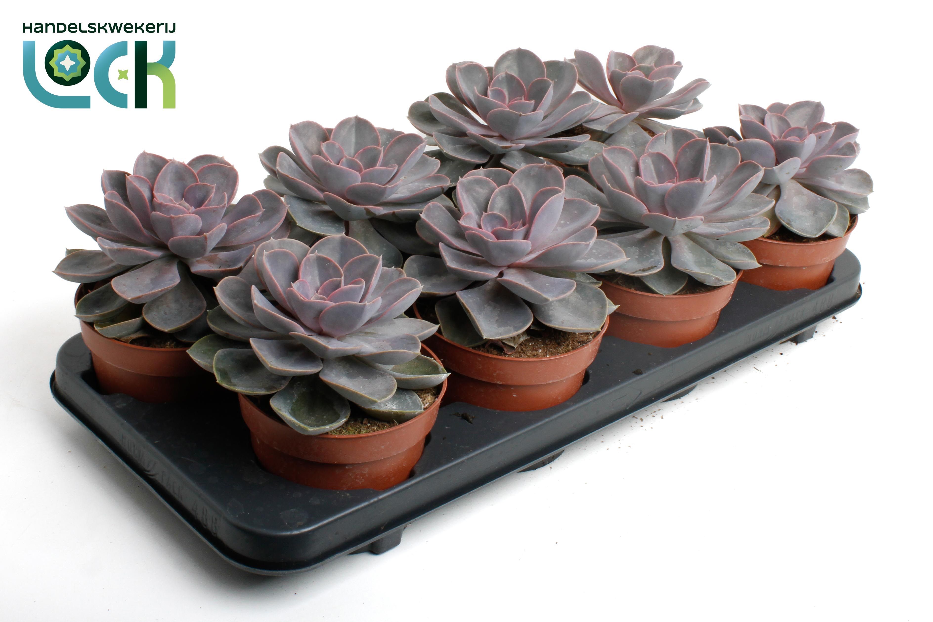 Горшечные цветы и растения оптом Echeveria Perle Von Nurnberg от 6шт из Голландии с доставкой по России