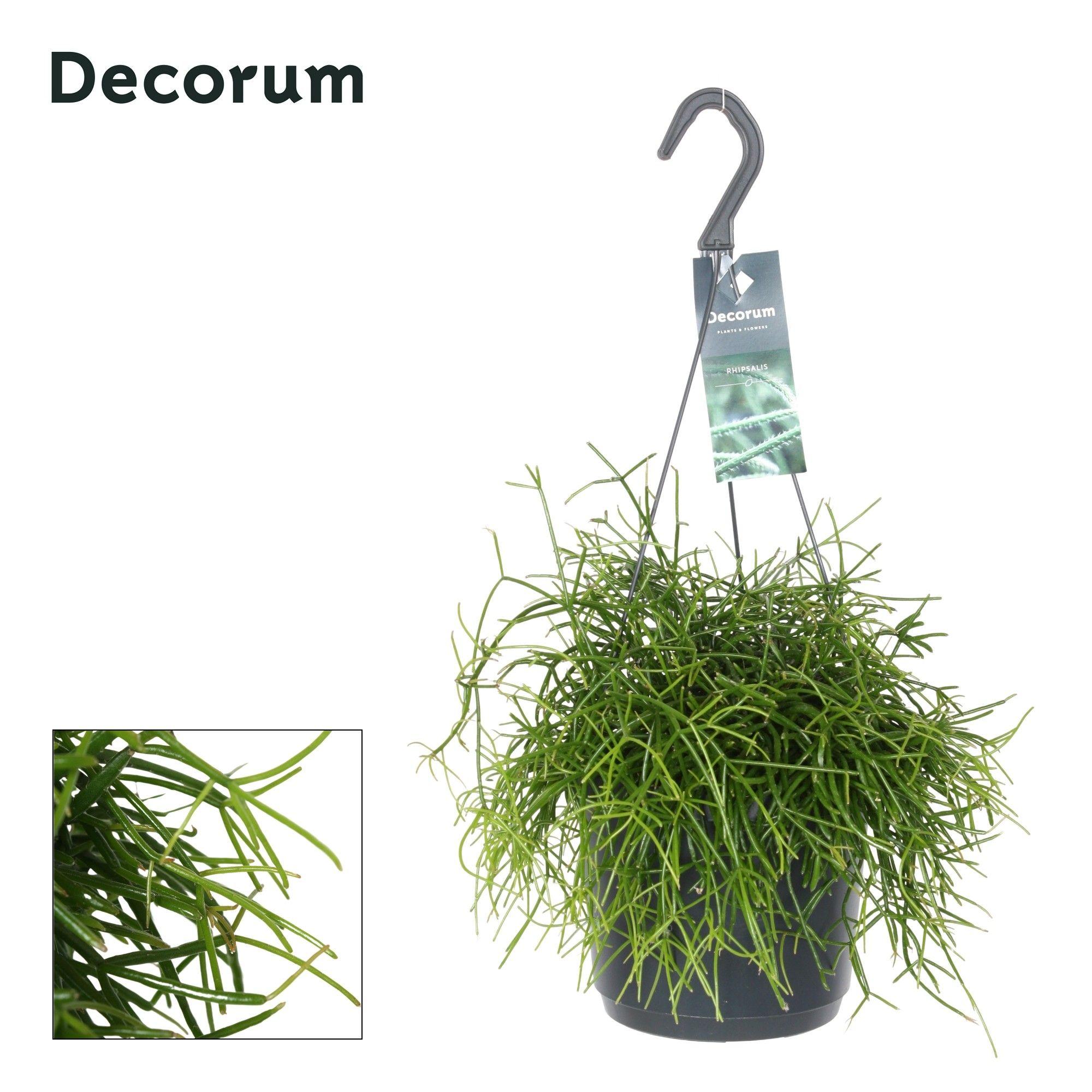 Горшечные цветы и растения оптом Rhipsalis Bacci Oasis Hangpot от 6шт из Голландии с доставкой по России