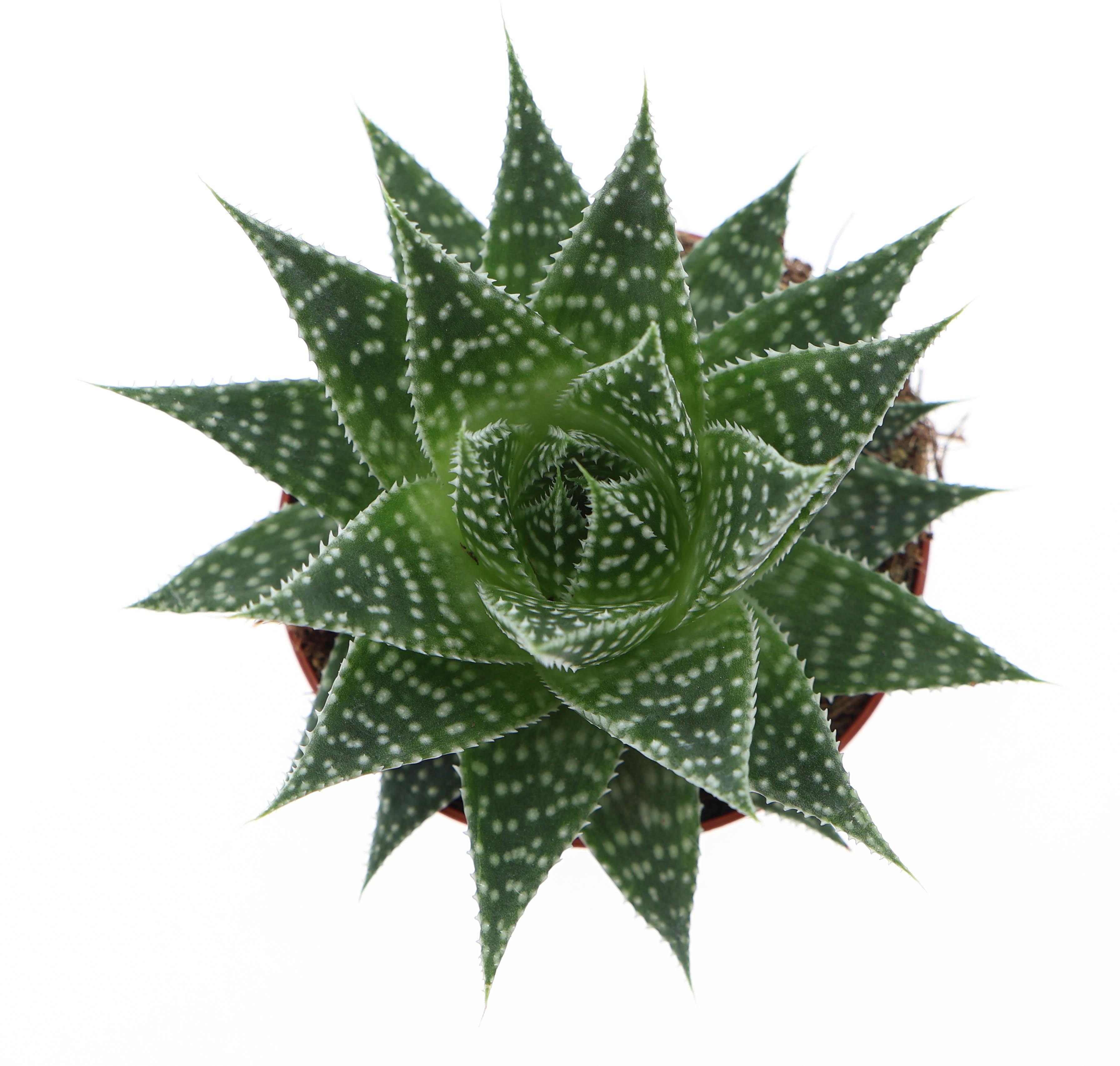 Горшечные цветы и растения оптом Gasteria Aurora от 12шт (для телеги) из Голландии с доставкой по России