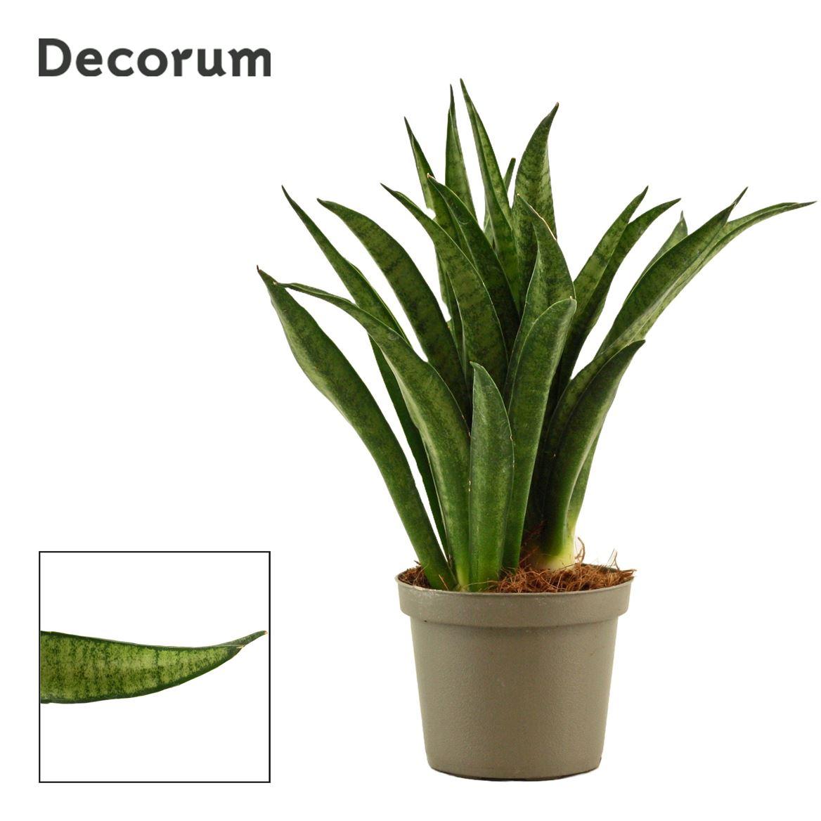 Горшечные цветы и растения оптом Sansevieria Lilliput 9 Cm (decorum) от 12шт (для телеги) из Голландии с доставкой по России