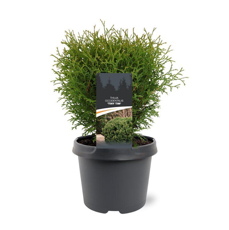 Горшечные цветы и растения оптом Thuja Occ Tiny Tim от 1шт из Голландии с доставкой по России
