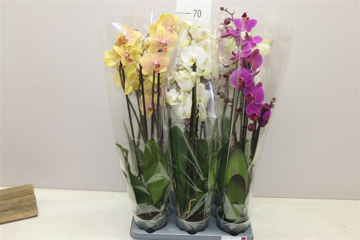 Горшечные цветы и растения оптом Phal Gemengd 4 Tak от 6шт из Голландии с доставкой по России