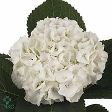 Срезанные цветы оптом Hydrangea mag white pearl от 10шт из Голландии с доставкой по России