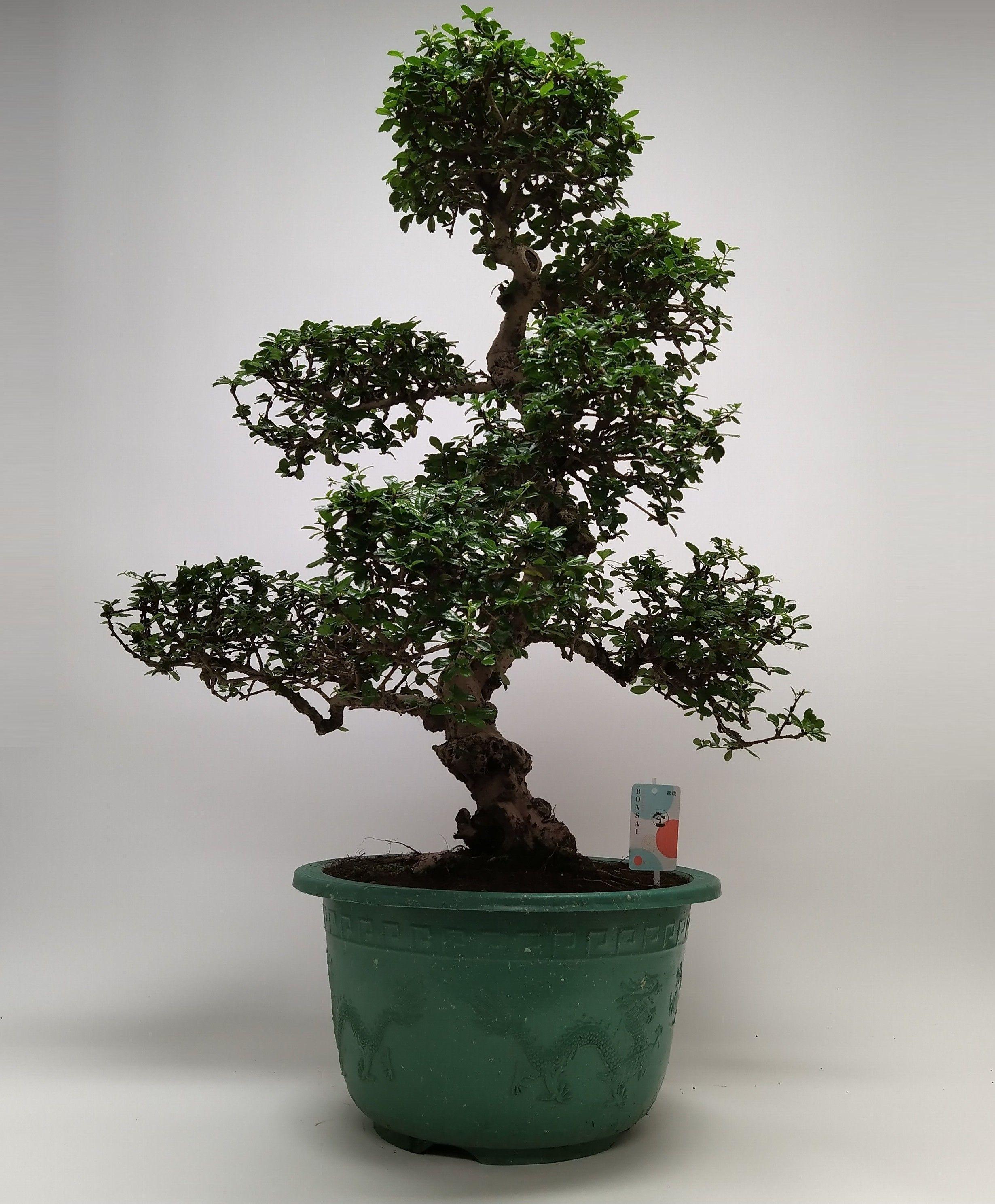 Горшечные цветы и растения оптом Bonsai Carmona S-shape In Pot от 1шт из Голландии с доставкой по России
