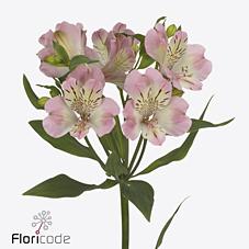 Срезанные цветы оптом Alstroemeria wonder sweet от 80шт из Голландии с доставкой по России