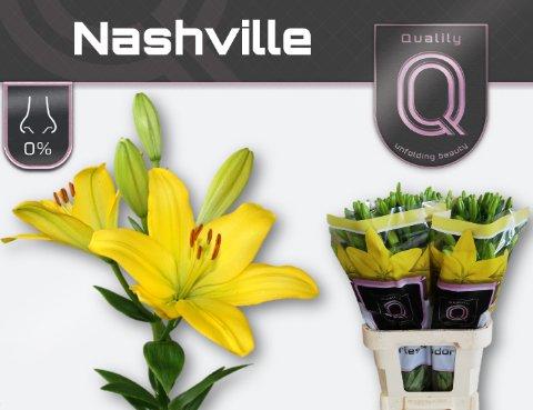 Срезанные цветы оптом Lilium la nashville A от 60шт из Голландии с доставкой по России