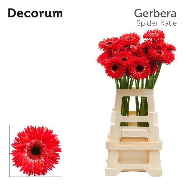 Срезанные цветы оптом Gerbera gerspider katie+ от 40шт из Голландии с доставкой по России