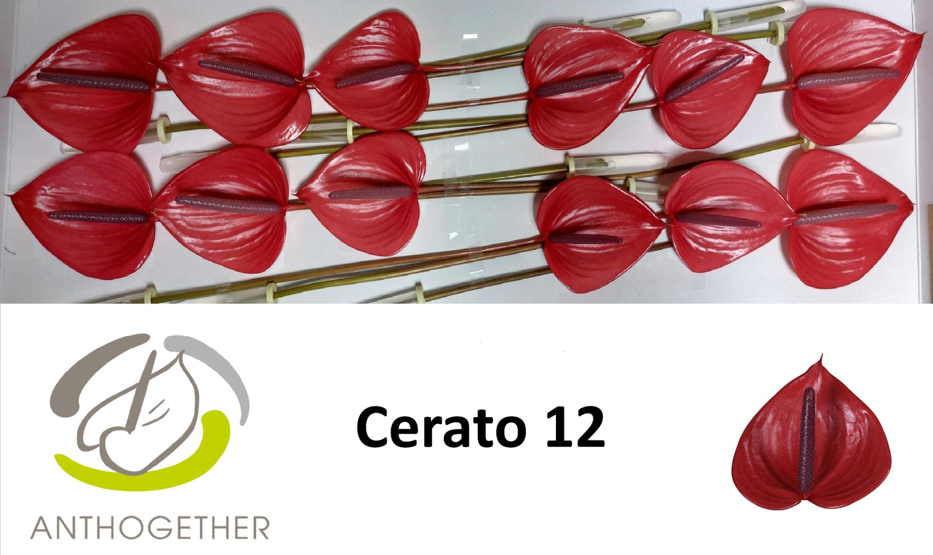 Срезанные цветы оптом Anthurium cerato от 10шт. из Голландии с доставкой по России