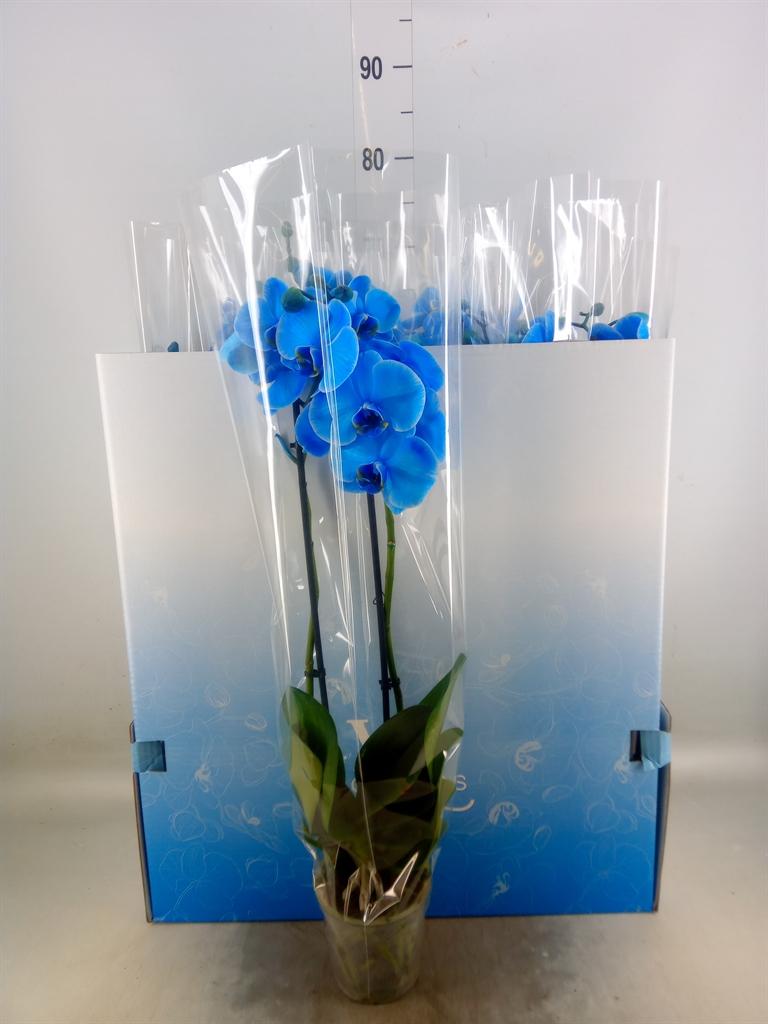 Горшечные цветы и растения оптом Phalaenopsis   ... от 10шт из Голландии с доставкой по России