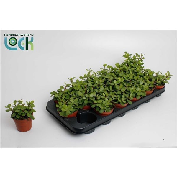 Горшечные цветы и растения оптом Portulacaria Afra от 12шт из Голландии с доставкой по России