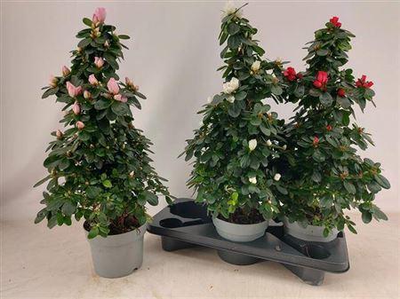 Горшечные цветы и растения оптом Rhodo Si Vogel Gem Pyramide от 3шт из Голландии с доставкой по России