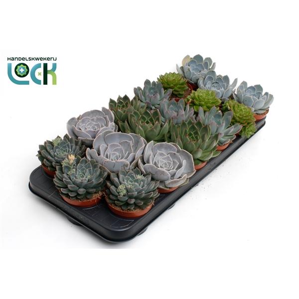 Горшечные цветы и растения оптом Echeveria Mix от 12шт (для телеги) из Голландии с доставкой по России