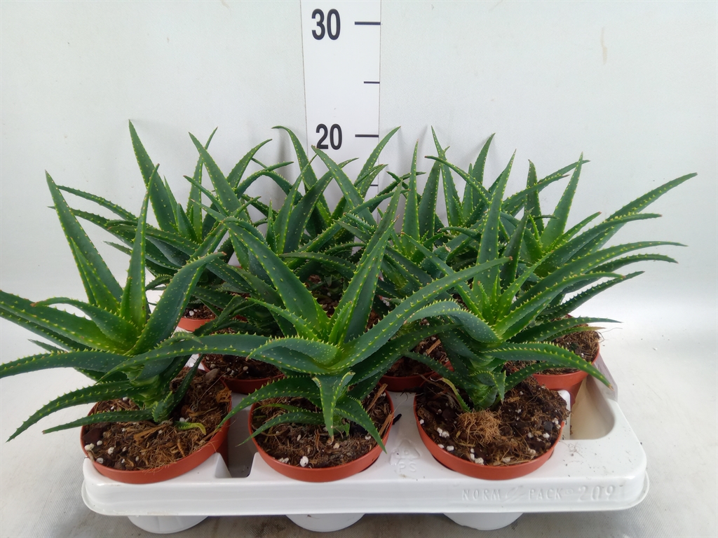 Горшечные цветы и растения оптом Aloe Arborescens от 9шт из Голландии с доставкой по России