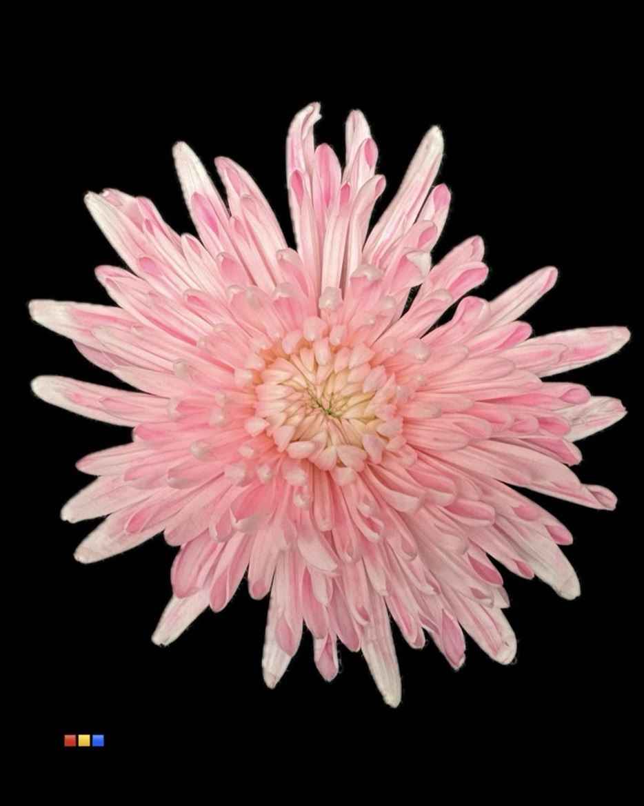 Срезанные цветы оптом Chrys bl paint topspin dusty pastel pink от 60шт из Голландии с доставкой по России