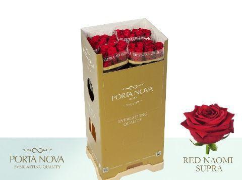 Срезанные цветы оптом Rosa large red naomi! Supra Porta Nova от 40шт. из Голландии с доставкой по России