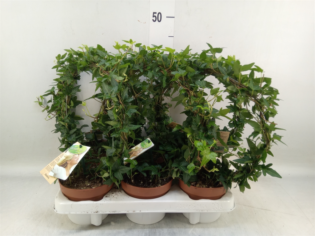 Горшечные цветы и растения оптом Hedera   ...green Leafed от 6шт из Голландии с доставкой по России