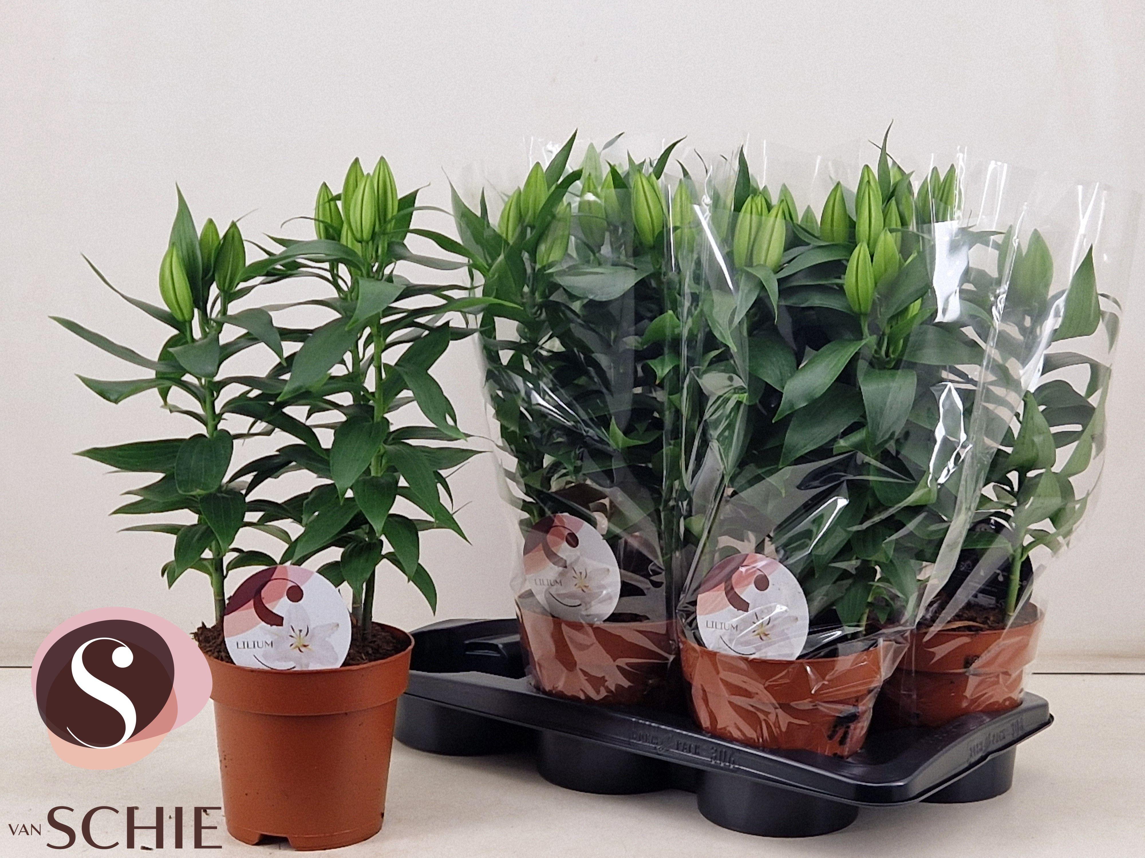 Горшечные цветы и растения оптом Lil Or Oxygen от 6шт из Голландии с доставкой по России