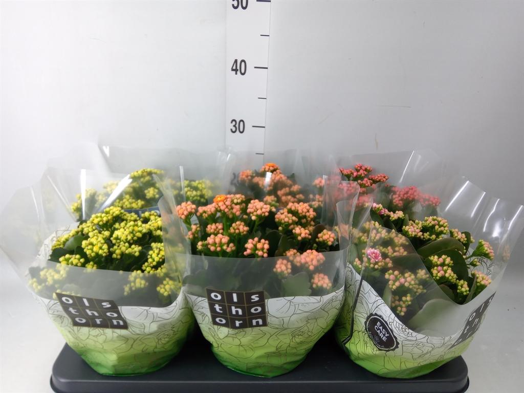 Горшечные цветы и растения оптом Kalanchoe Blos.   ..rosebud Mix  4 от 6шт из Голландии с доставкой по России