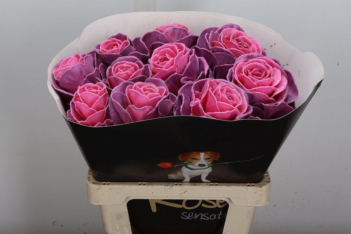 Срезанные цветы оптом Brassica wax pink от 10шт из Голландии с доставкой по России