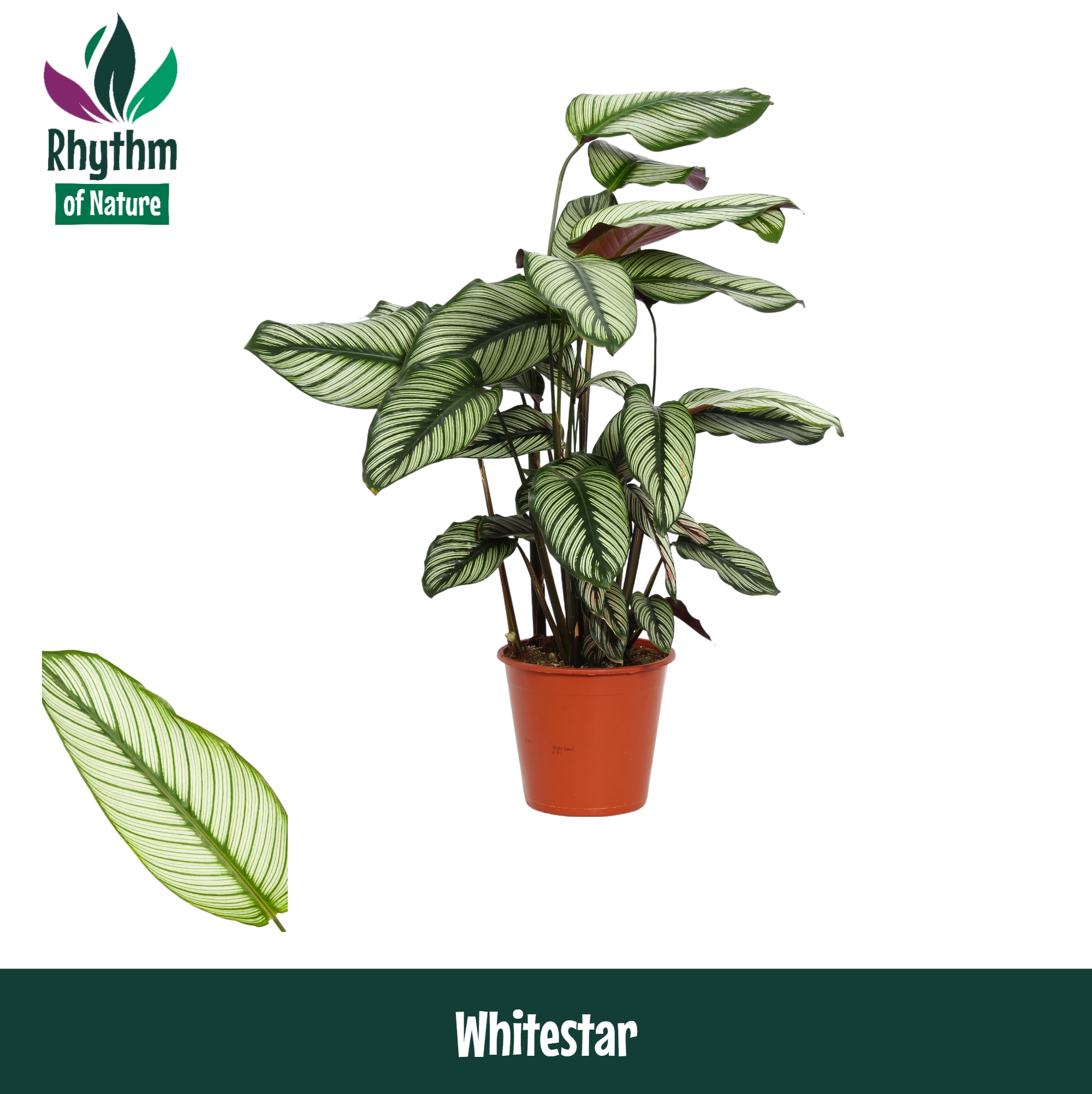 Горшечные цветы и растения оптом Calathea Whitestar (rhythm Of Nature) от 1шт из Голландии с доставкой по России