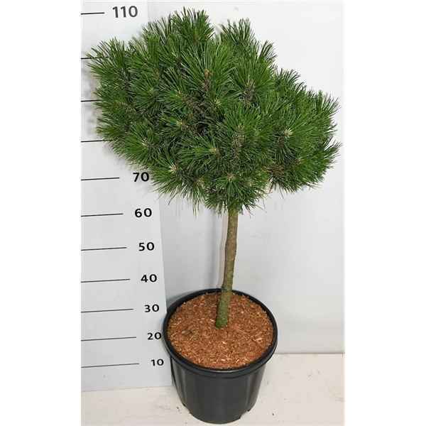 Горшечные цветы и растения оптом Pinus Mugo Winter Gold On Stem от 1шт из Голландии с доставкой по России