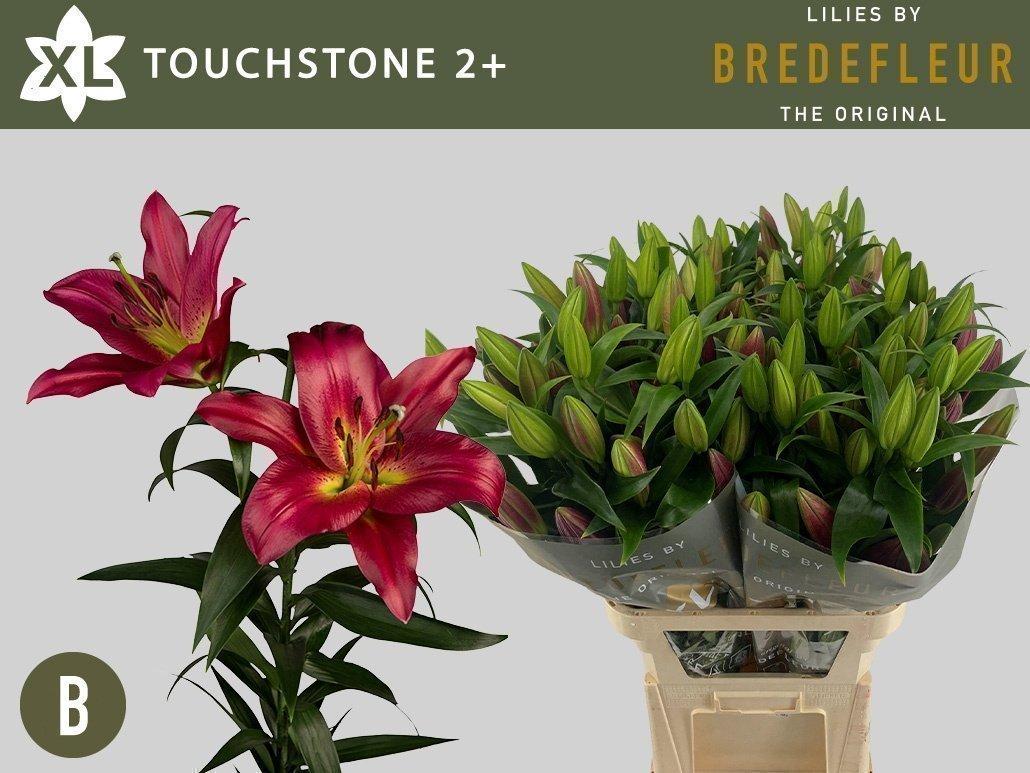 Срезанные цветы оптом Lilium or touchstone от 40шт из Голландии с доставкой по России