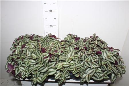 Горшечные цветы и растения оптом Trad Ze Purpusii от 8шт из Голландии с доставкой по России