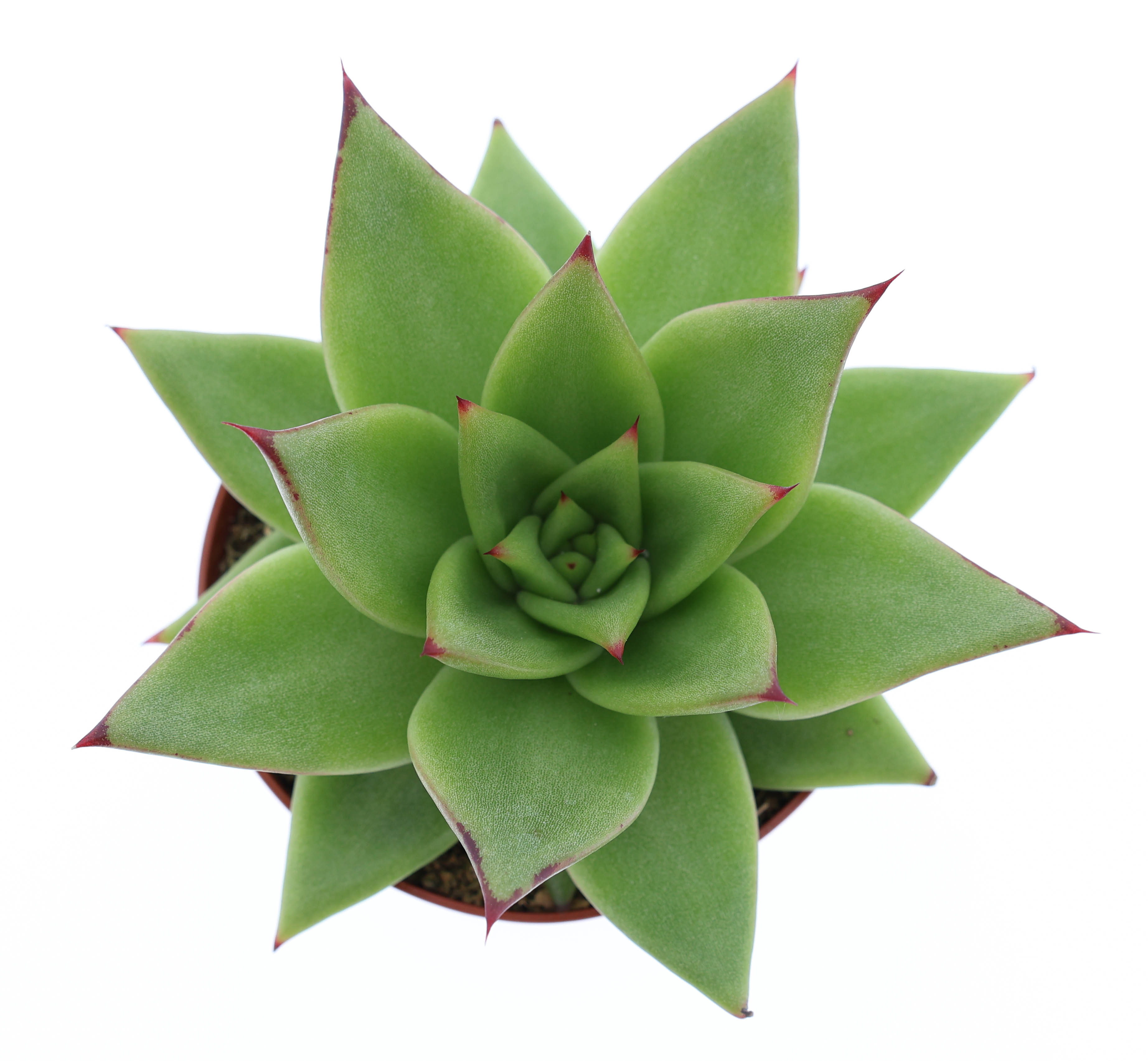 Горшечные цветы и растения оптом Echeveria Ebony от 12шт (для телеги) из Голландии с доставкой по России