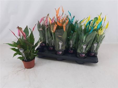 Горшечные цветы и растения оптом Spath Chopin Paint 8+ от 12шт из Голландии с доставкой по России