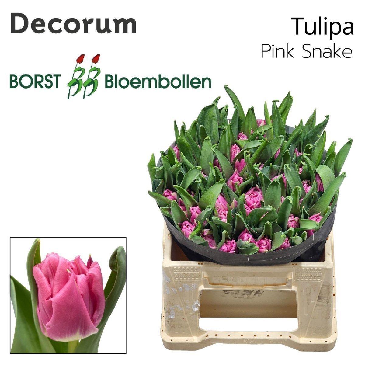 Срезанные цветы оптом Tulipa do pink snake от 50шт из Голландии с доставкой по России