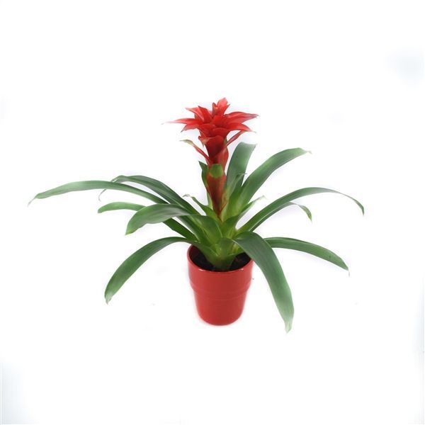 Горшечные цветы и растения оптом Guzmania Denise In Red Ceramic от 6шт из Голландии с доставкой по России