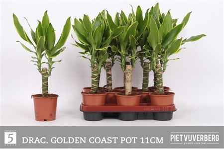 Горшечные цветы и растения оптом Drac Gold Coast 15cm Stem от 8шт из Голландии с доставкой по России