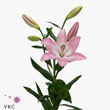 Срезанные цветы оптом Lilium la albufeira от 60шт из Голландии с доставкой по России