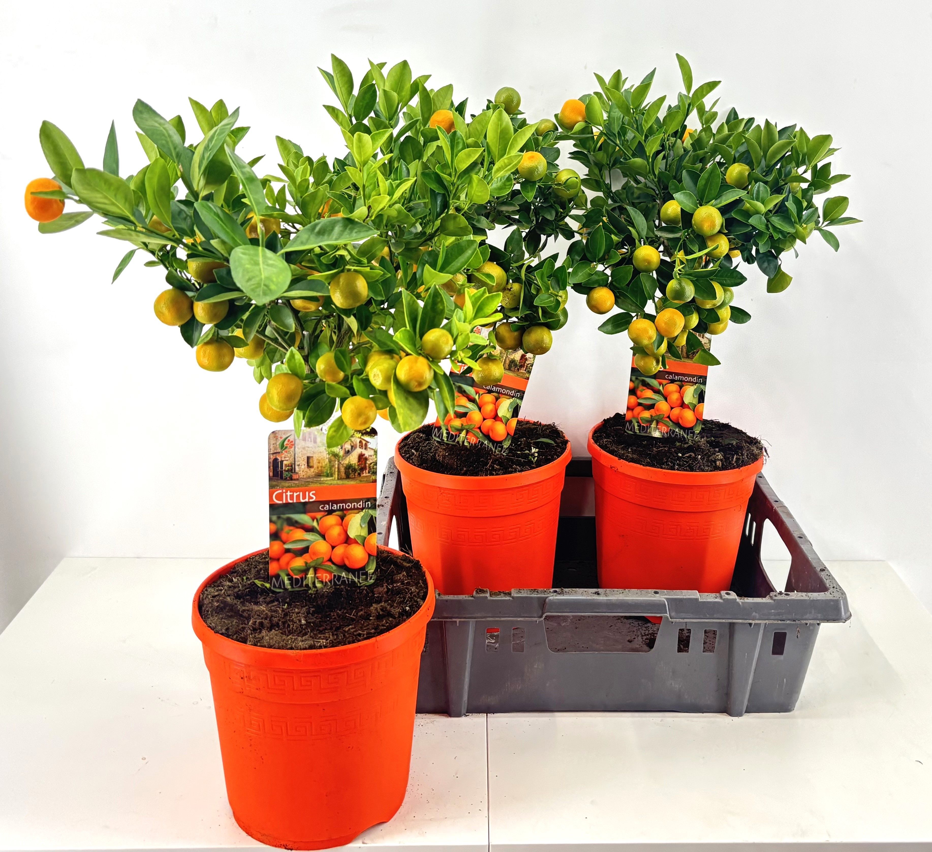 Горшечные цветы и растения оптом Citr Microcarpa от 3шт (для телеги) из Голландии с доставкой по России