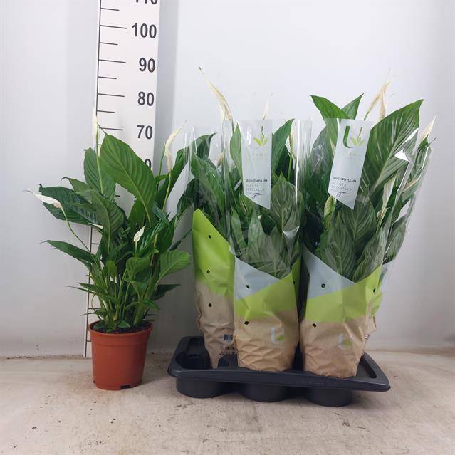 Горшечные цветы и растения оптом Spath Vivaldi от 6шт из Голландии с доставкой по России