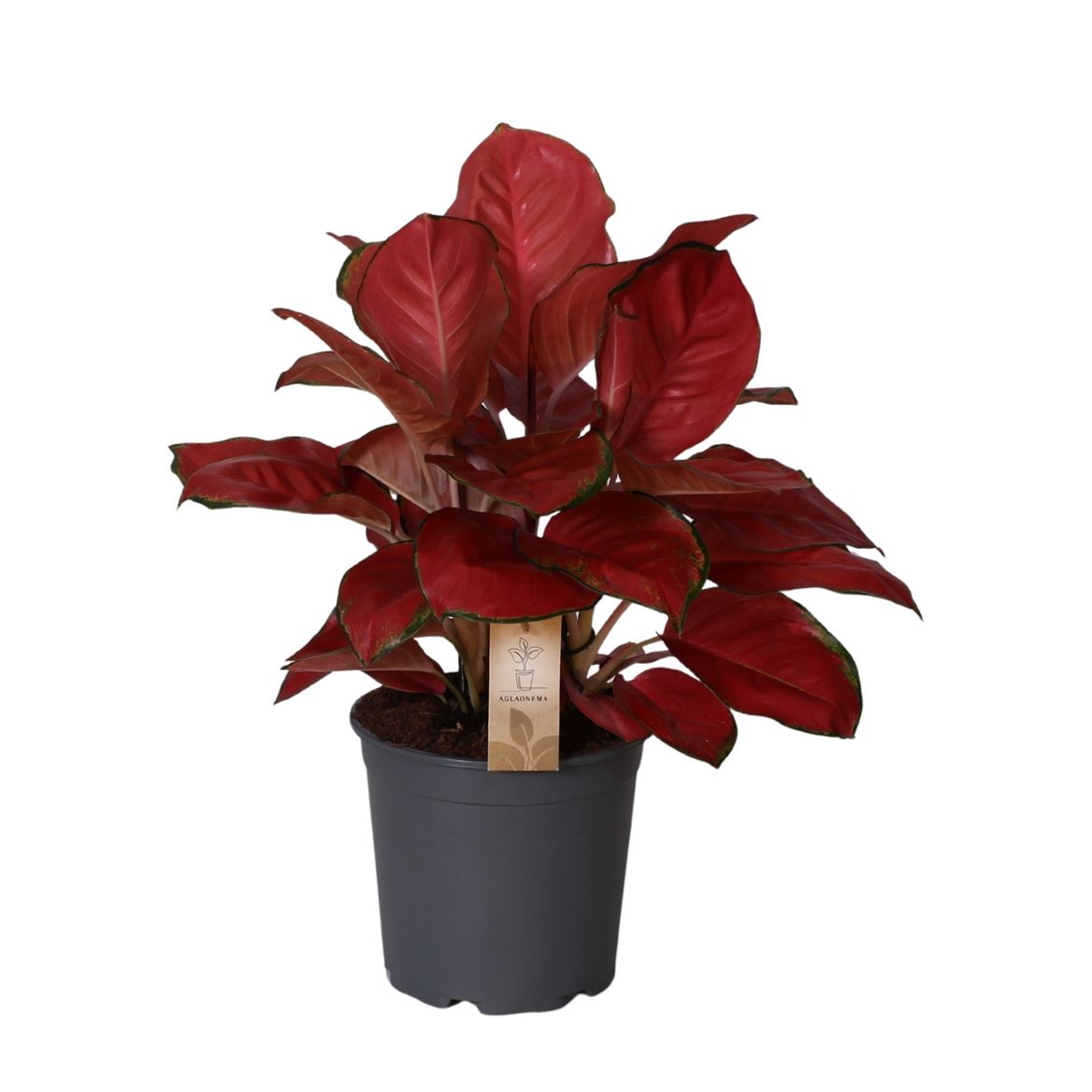 Горшечные цветы и растения оптом Aglaonema China Red от 3шт из Голландии с доставкой по России