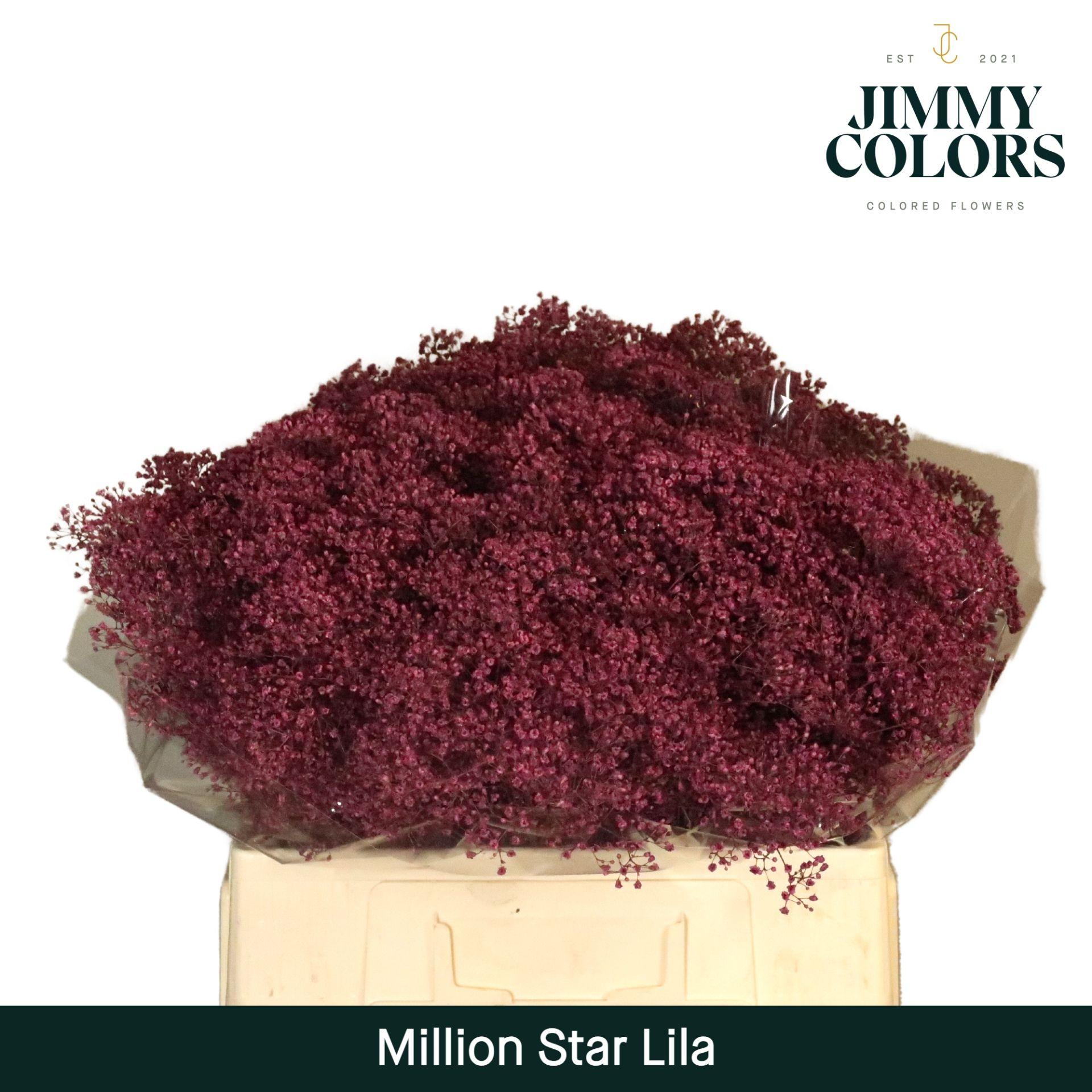 Срезанные цветы оптом Gyps fine paint lilac от 25шт из Голландии с доставкой по России