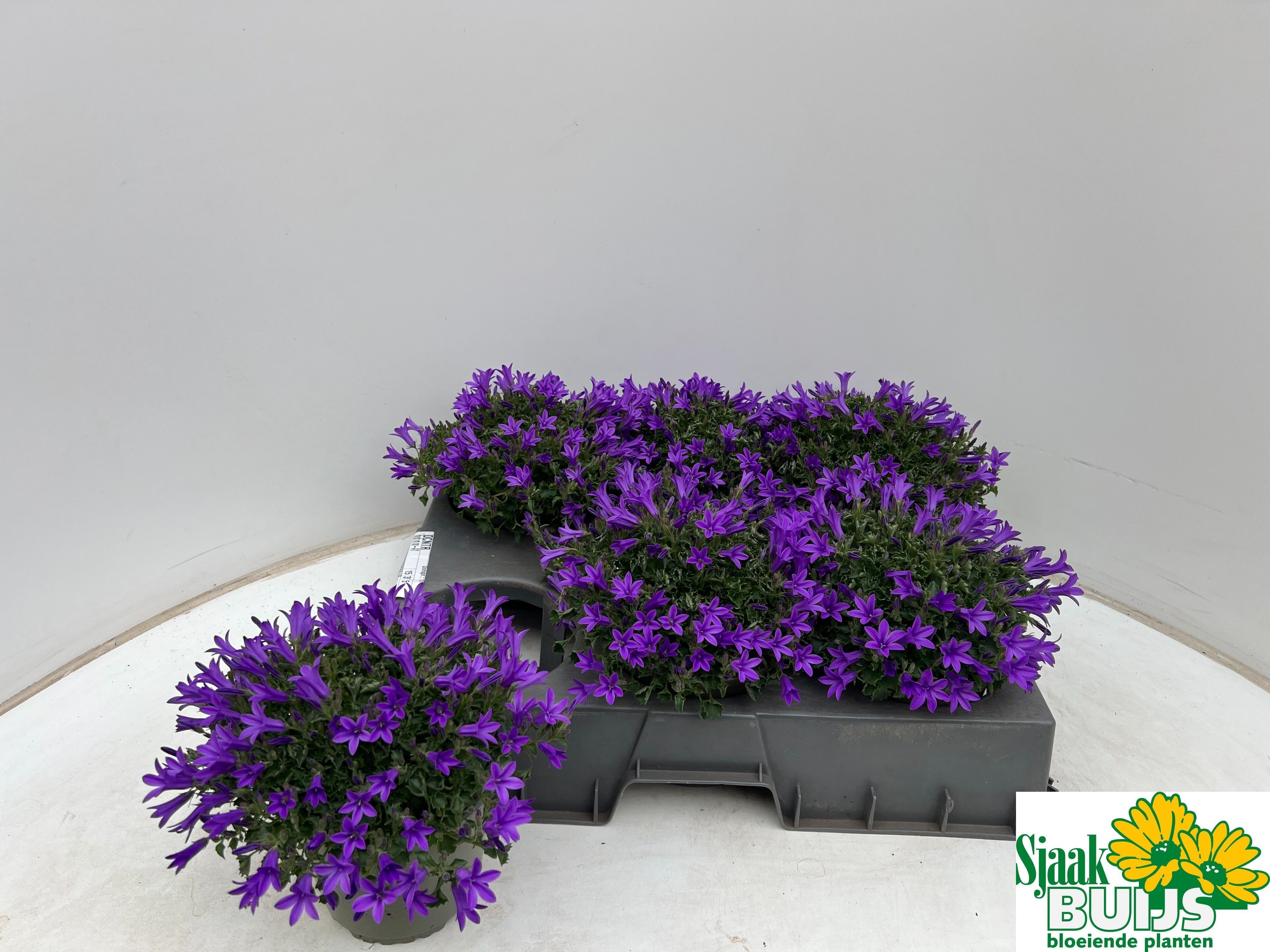 Горшечные цветы и растения оптом Camp Por Kris от 6шт (для телеги) из Голландии с доставкой по России