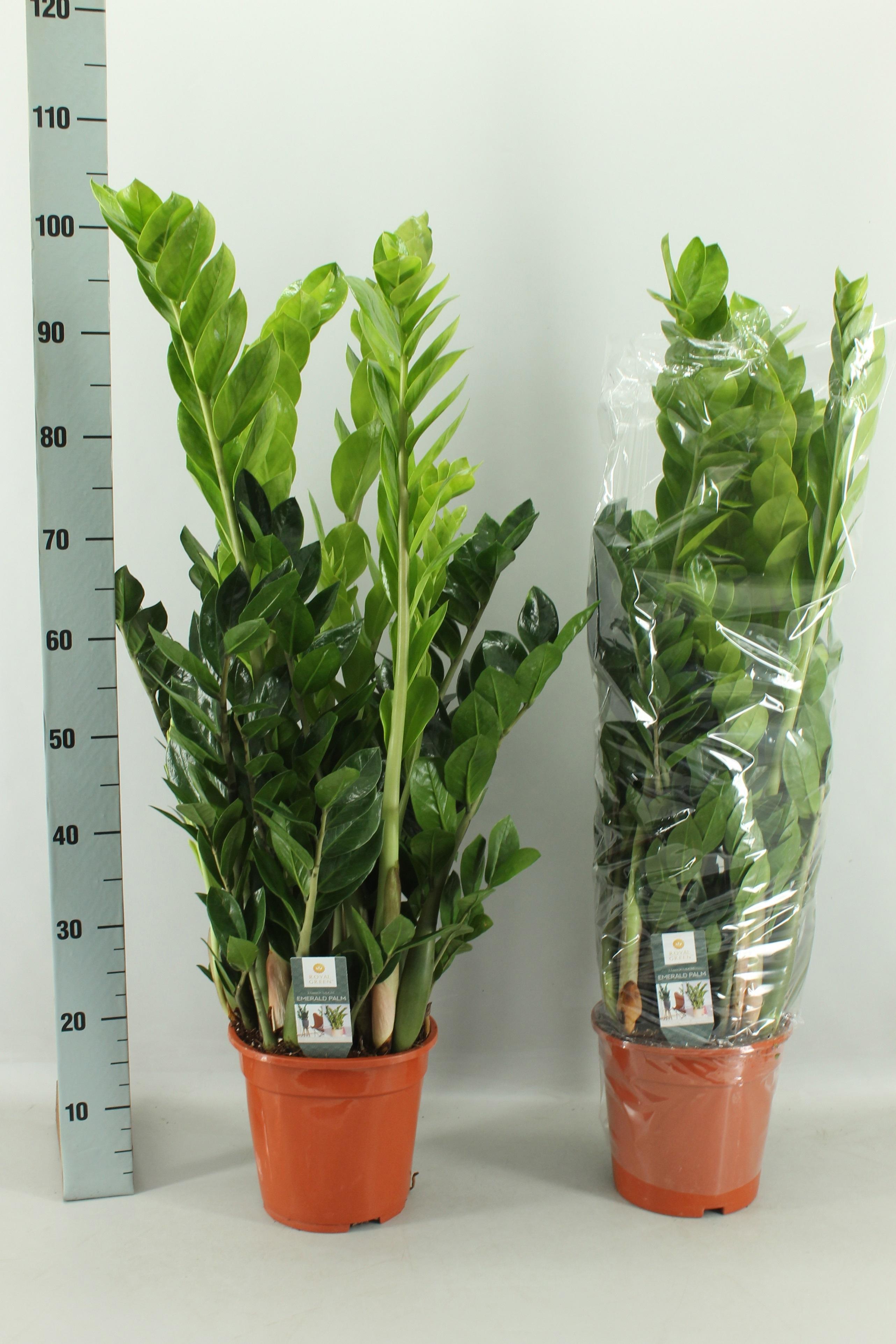 Горшечные цветы и растения оптом Zamio Zamiifolia от 1шт из Голландии с доставкой по России