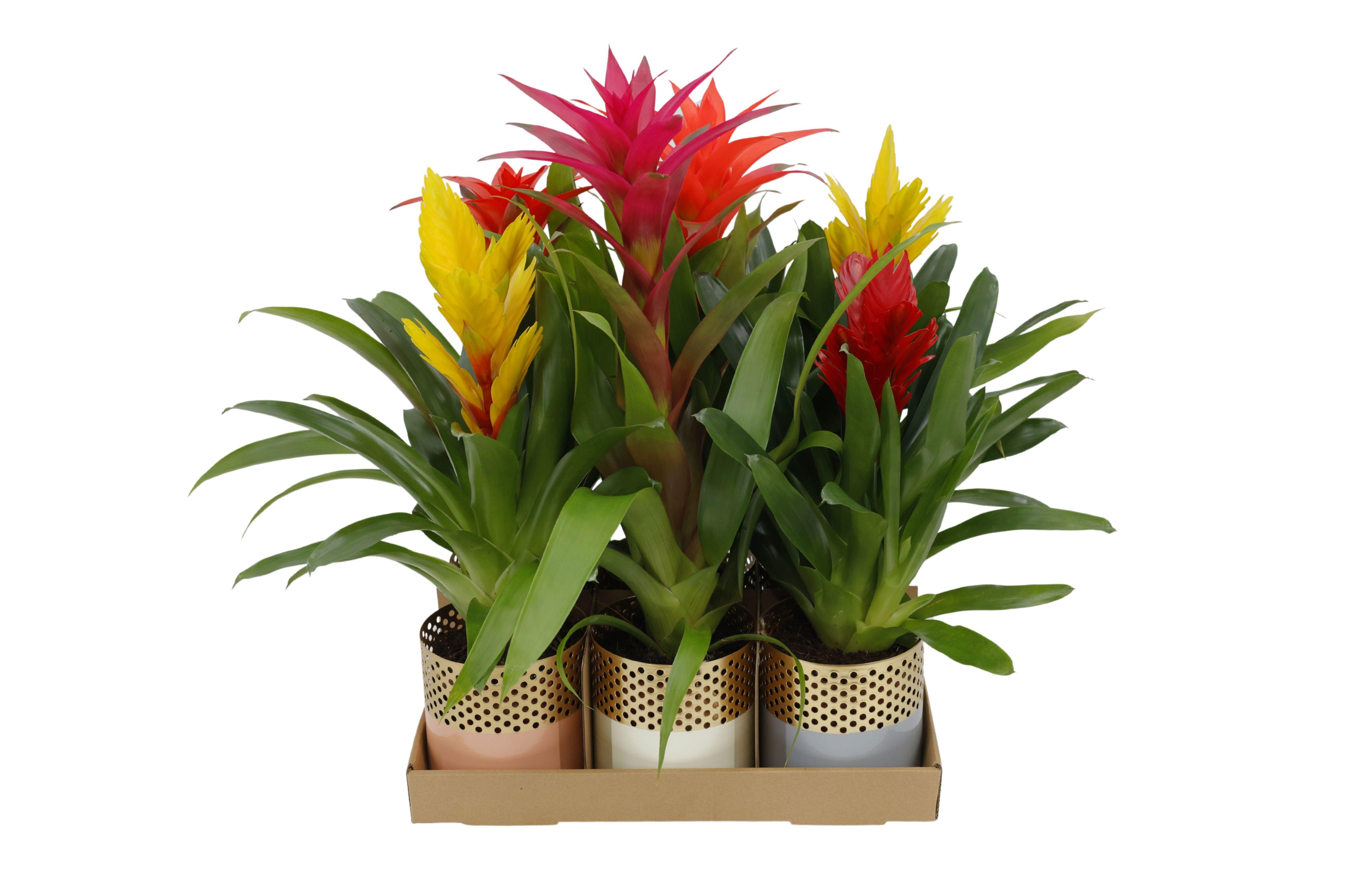 Горшечные цветы и растения оптом Guzm Gem от 6шт из Голландии с доставкой по России