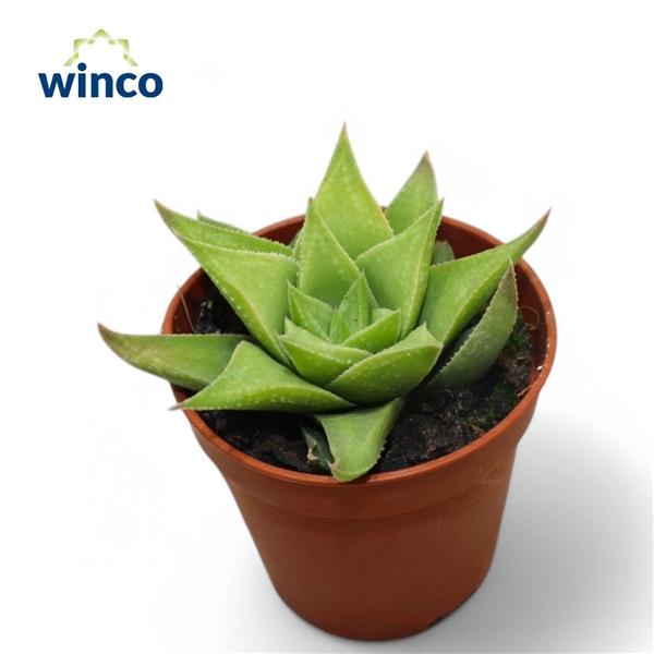 Горшечные цветы и растения оптом Haworthia Baylissii от 20шт (для телеги) из Голландии с доставкой по России