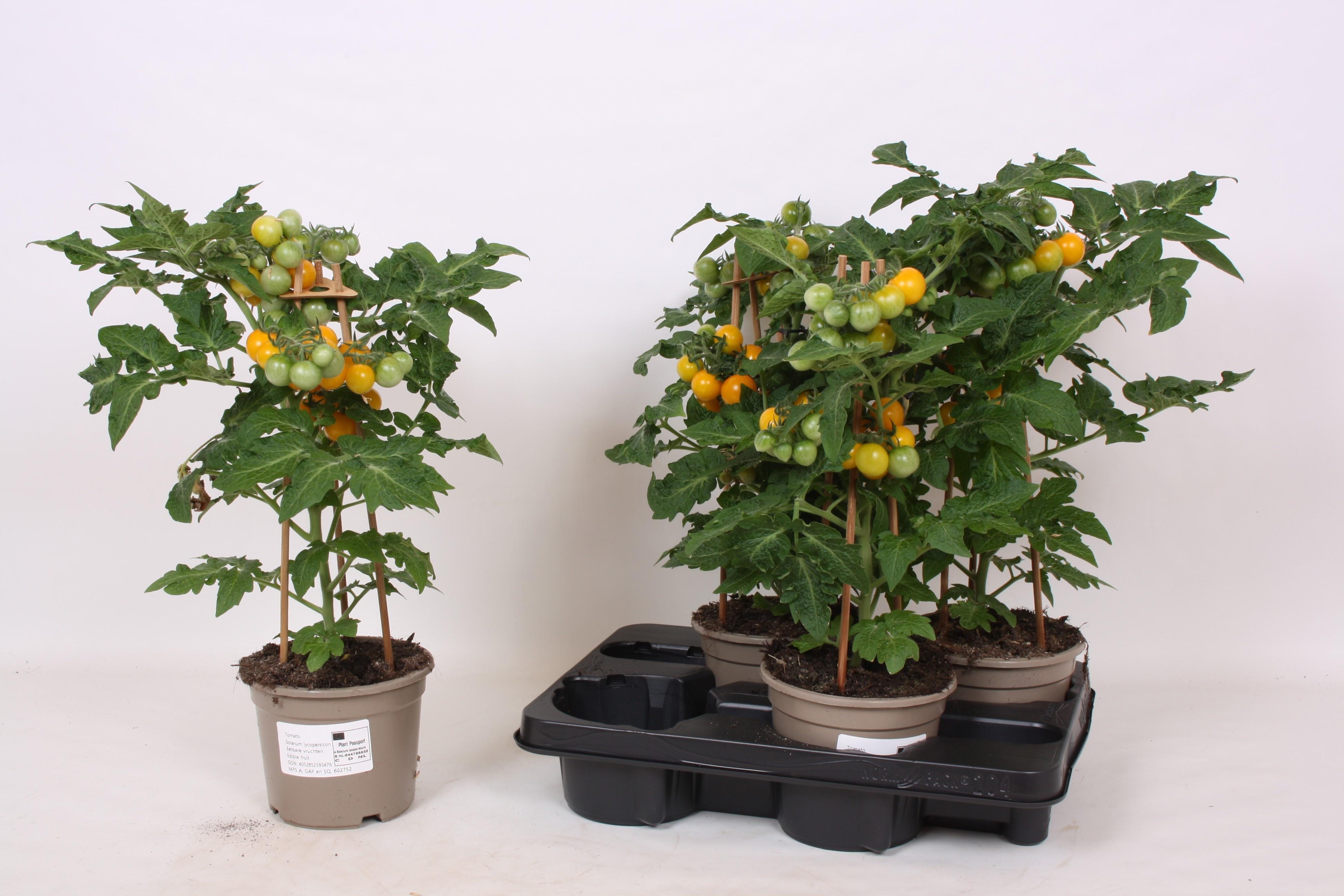 Горшечные цветы и растения оптом Tomatenplanten от 4шт из Голландии с доставкой по России