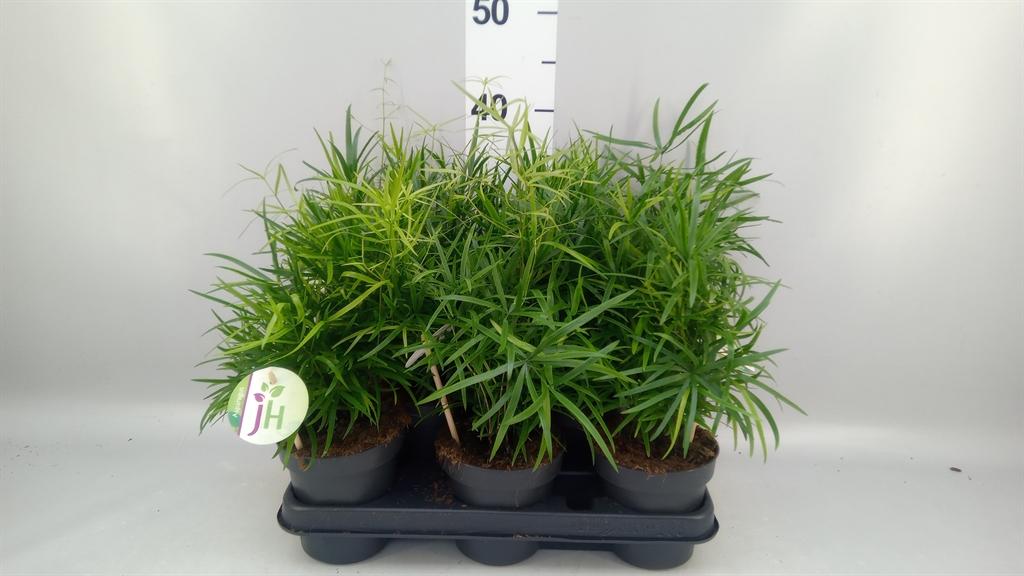 Горшечные цветы и растения оптом Asparagus Falcatus от 8шт из Голландии с доставкой по России