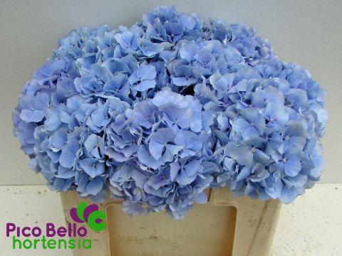 Срезанные цветы оптом Hydrangea verena blue от 10шт из Голландии с доставкой по России